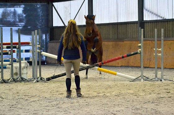 Cours particuliers équitation 