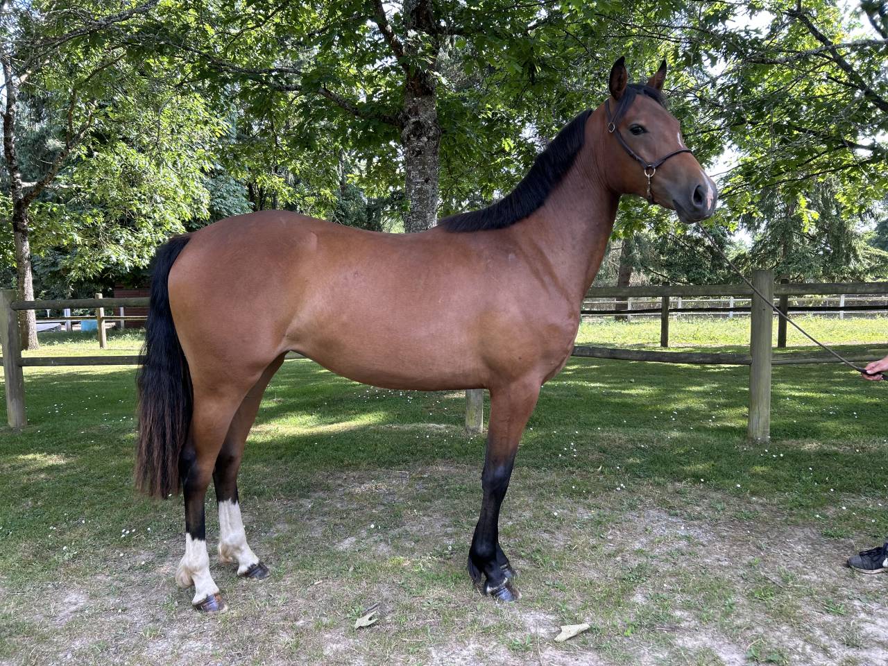 Très belle pouliche 2 ans 