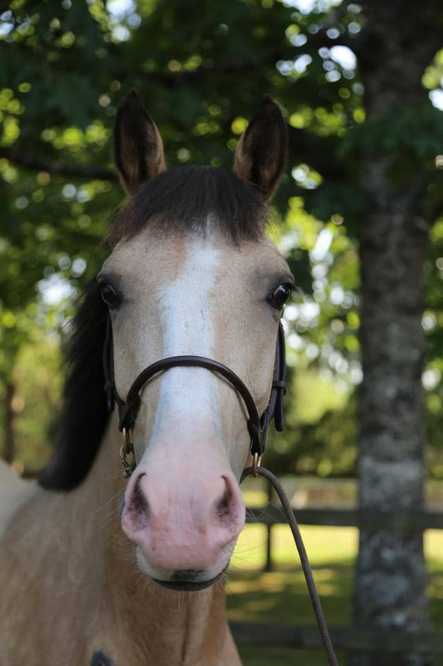 Super ponette 2 ans PFS 