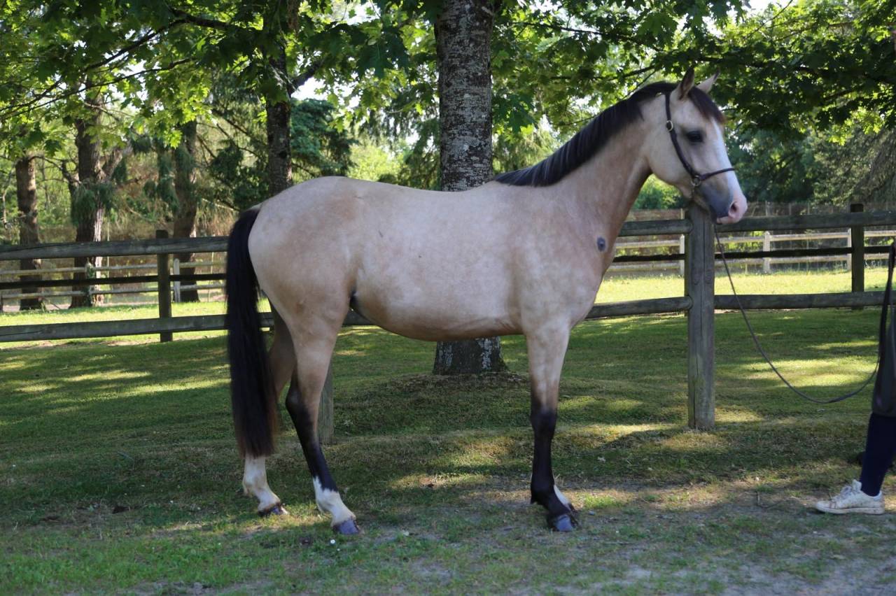 Super ponette 2 ans PFS 