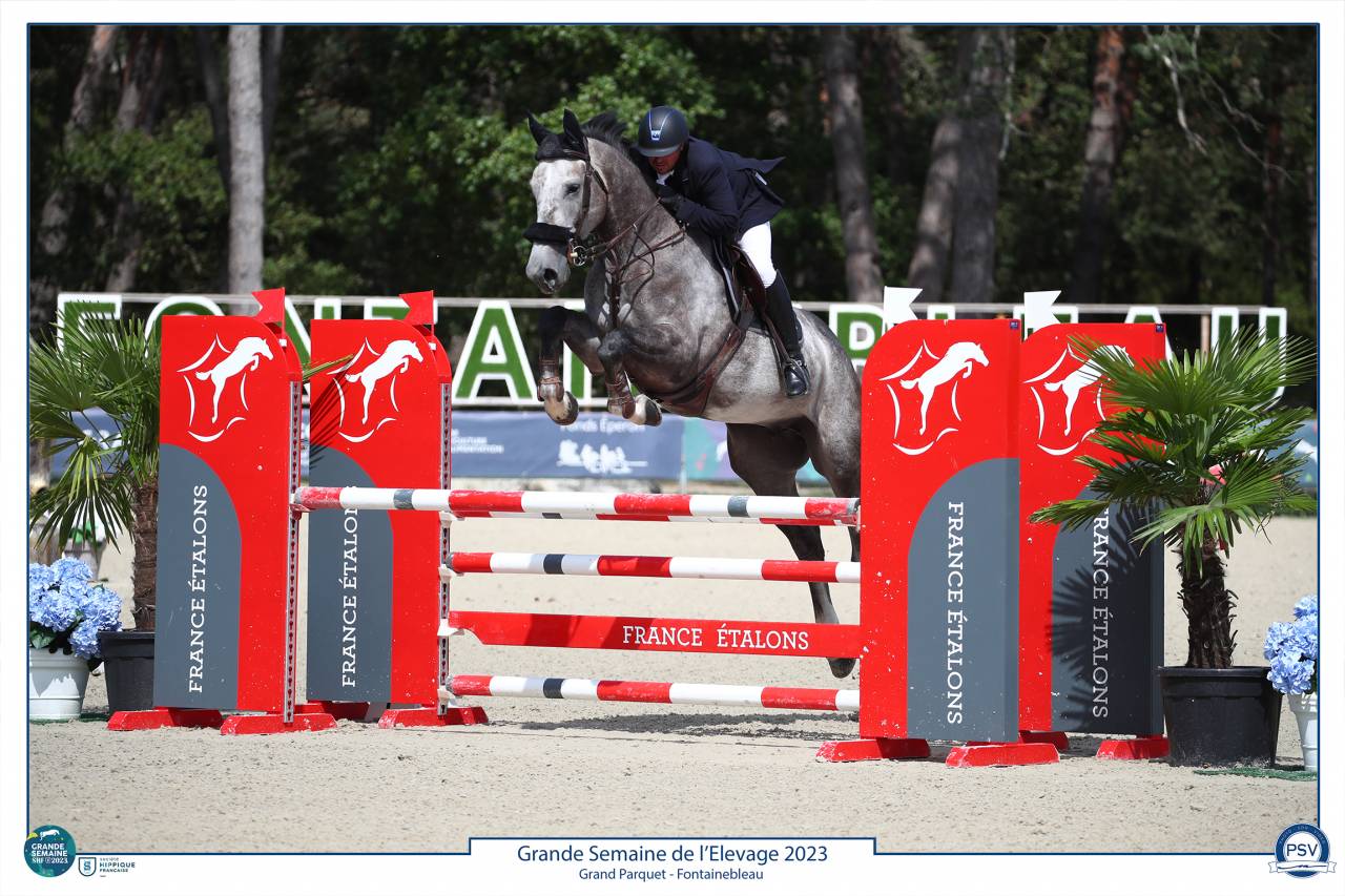 À vendre Hongre gris 8 ans idéal amateur 