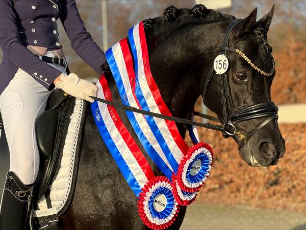 À VENDRE — Ponette D d’exception pour le sport 