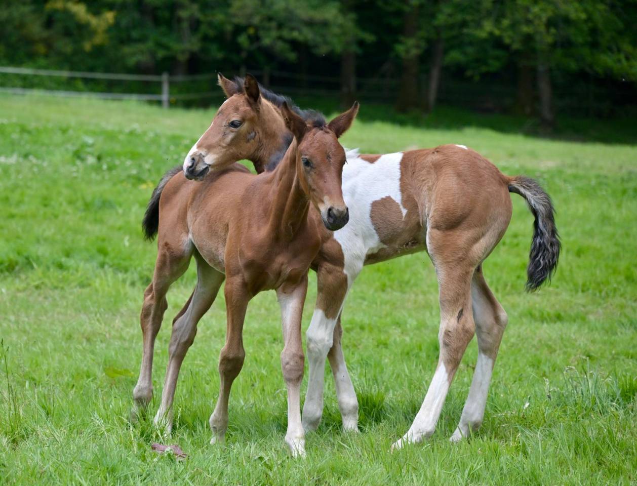 Poulain male pie Impérial D'aurice x Arktos