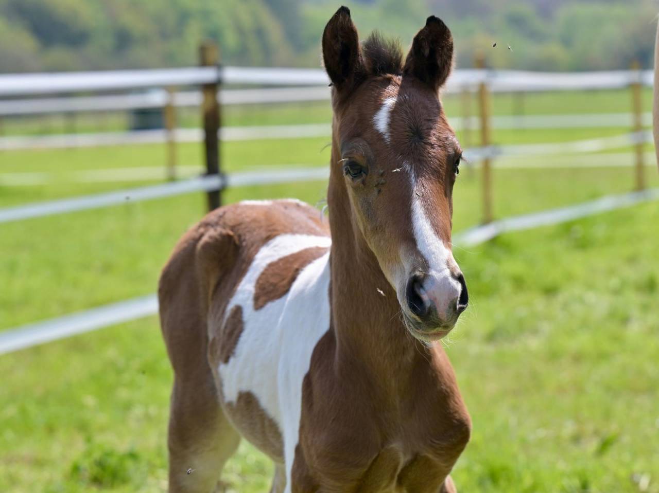 Poulain male pie Impérial D'aurice x Arktos