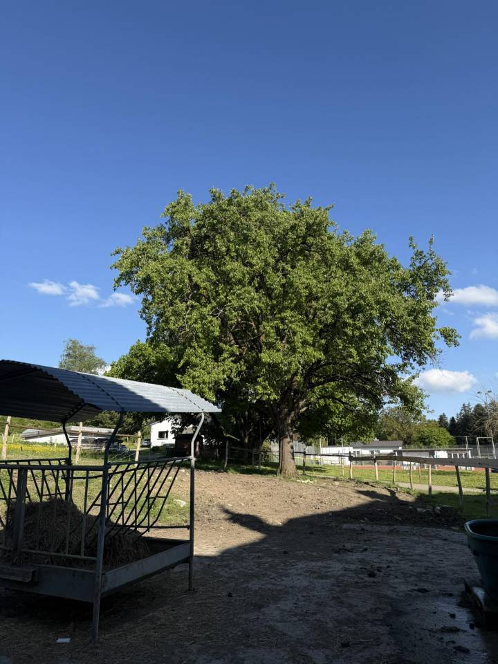 Boxe et place à l'estivage - Jura Bernois