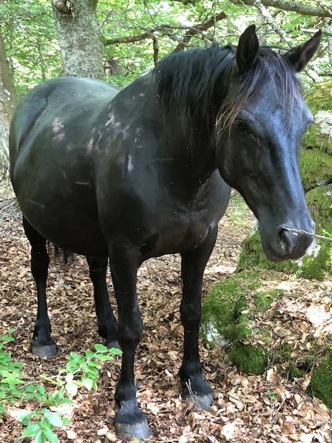 Jument M&eacute;rens poulini&egrave;re GESTANTE