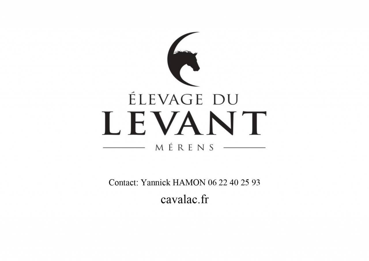 Jument M&eacute;rens poulini&egrave;re GESTANTE