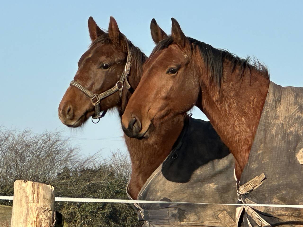 Hongre de un an par Hurricane de Champloue