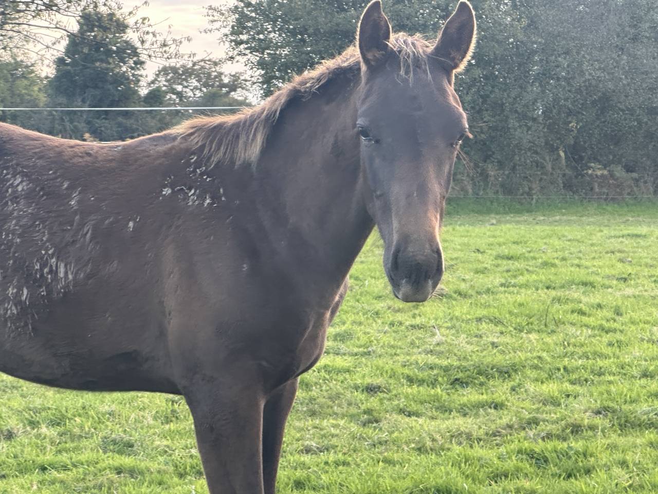 Hongre de un an par Hurricane de Champloue