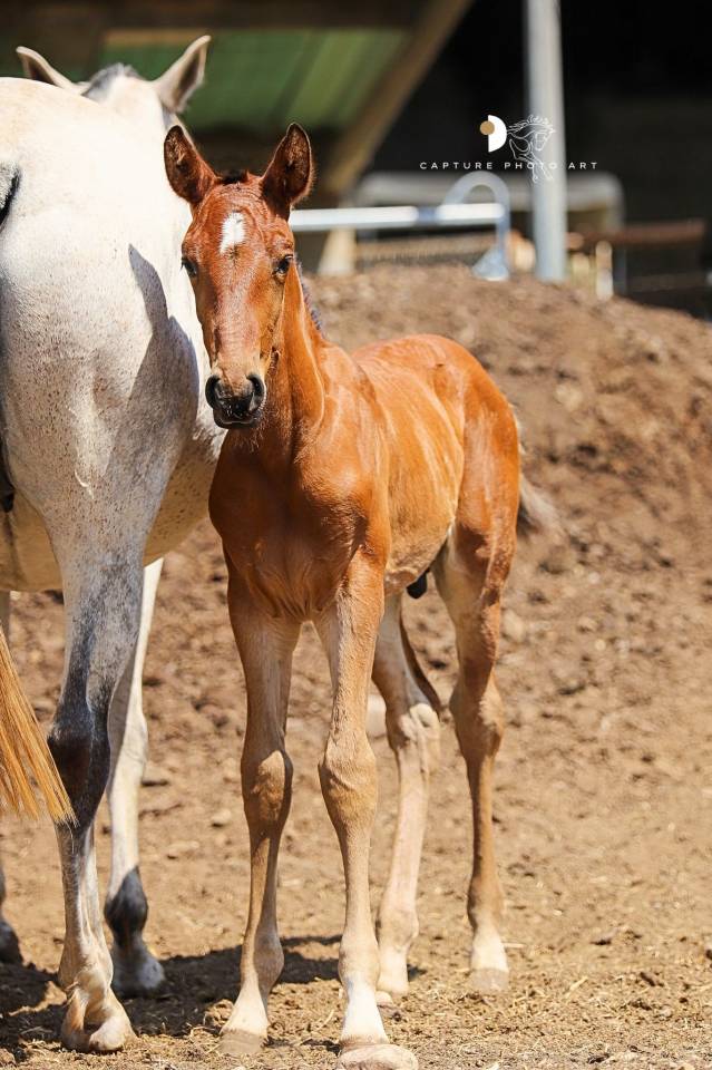 Poulain pp lusitanien