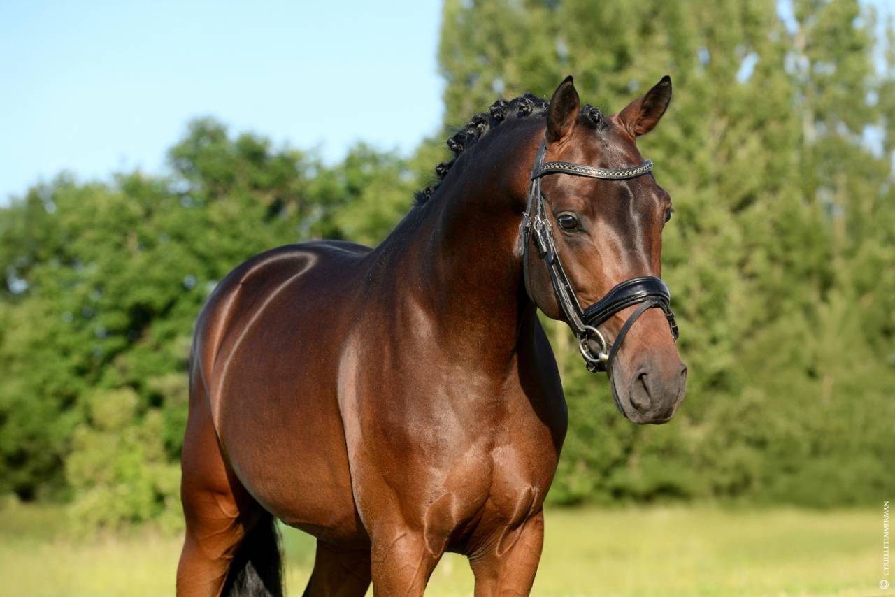 Le Champion de France des 4 ans Dressage !