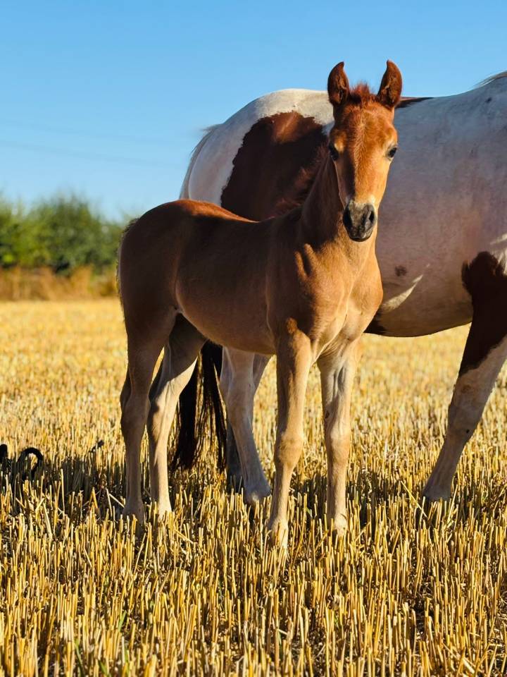 Ponette poulinière pie de 6 ans suite de sa pouliche 