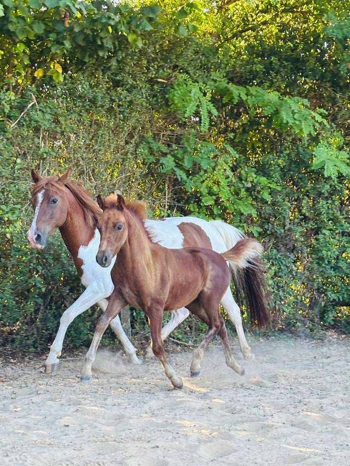 Ponette poulinière pie de 6 ans suite de sa pouliche 