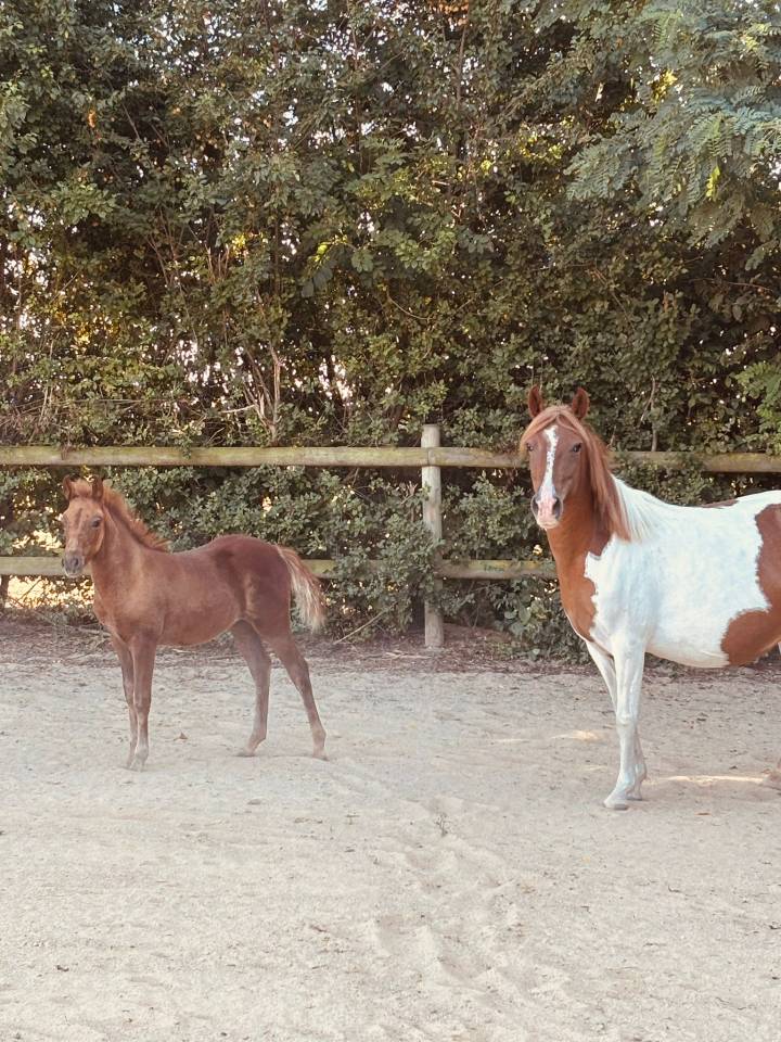 Ponette poulinière pie de 6 ans suite de sa pouliche 