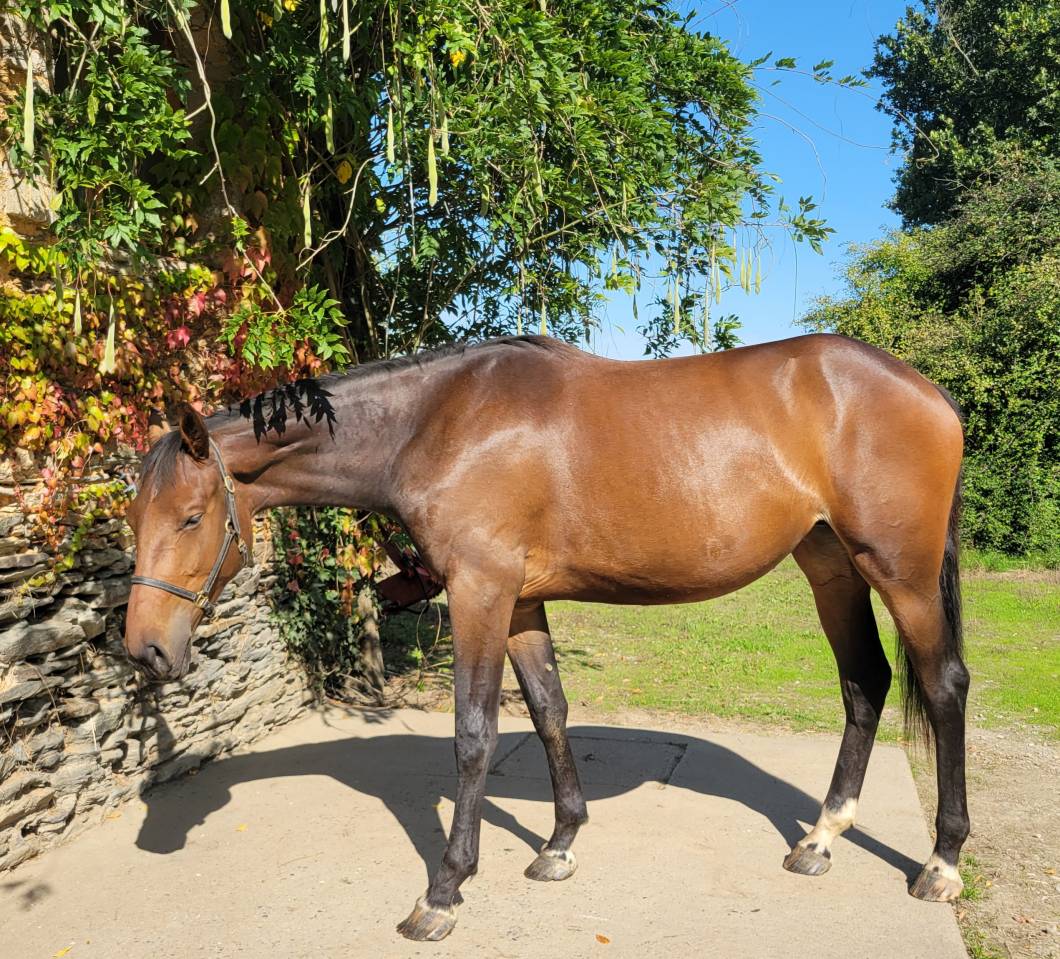 Casallo Z, 2 ans, magnifique pouliche