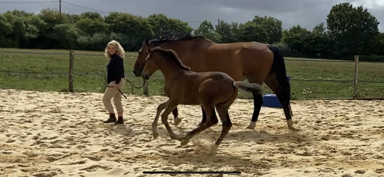 Casallo Z, 2 ans, magnifique pouliche