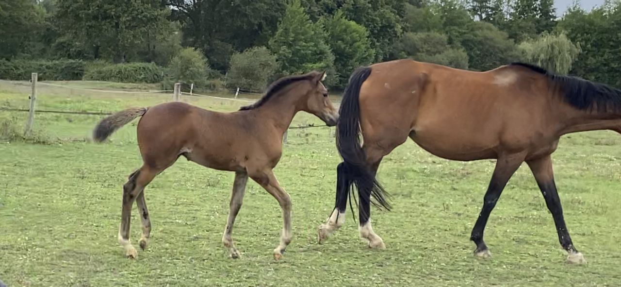 Casallo Z, 2 ans, magnifique pouliche