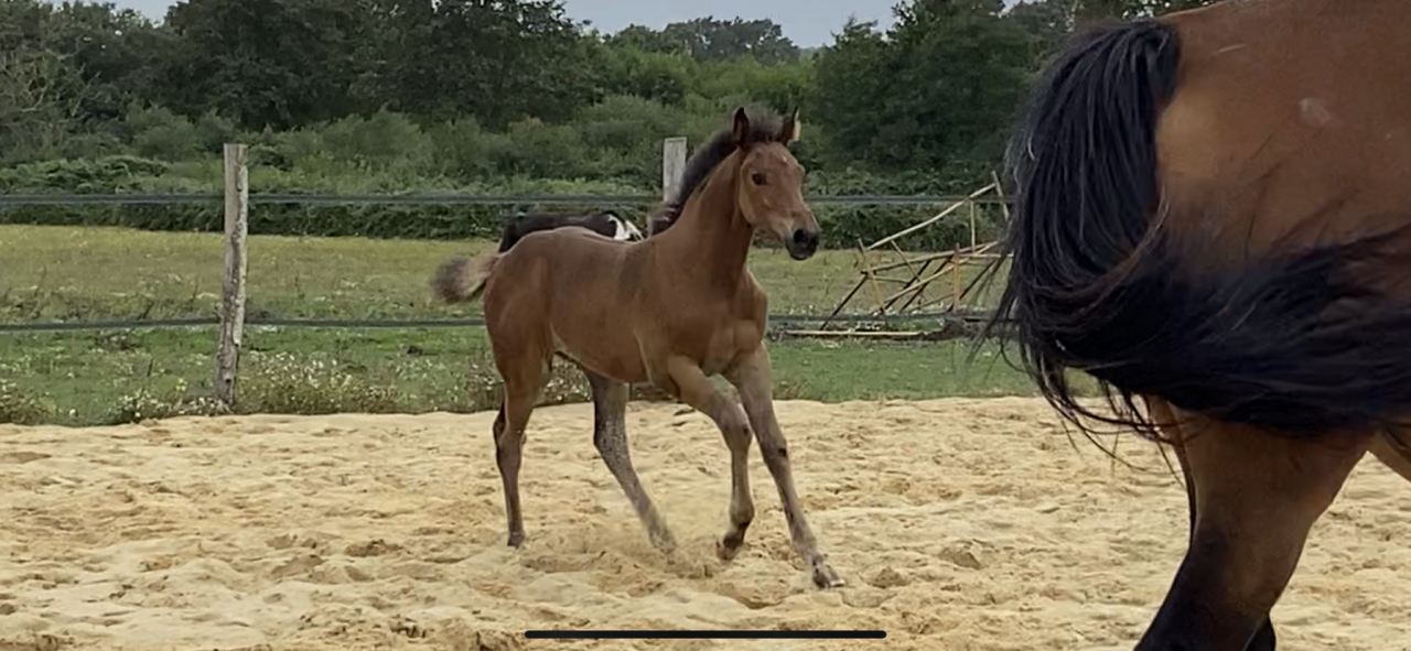 Casallo Z, 2 ans, magnifique pouliche