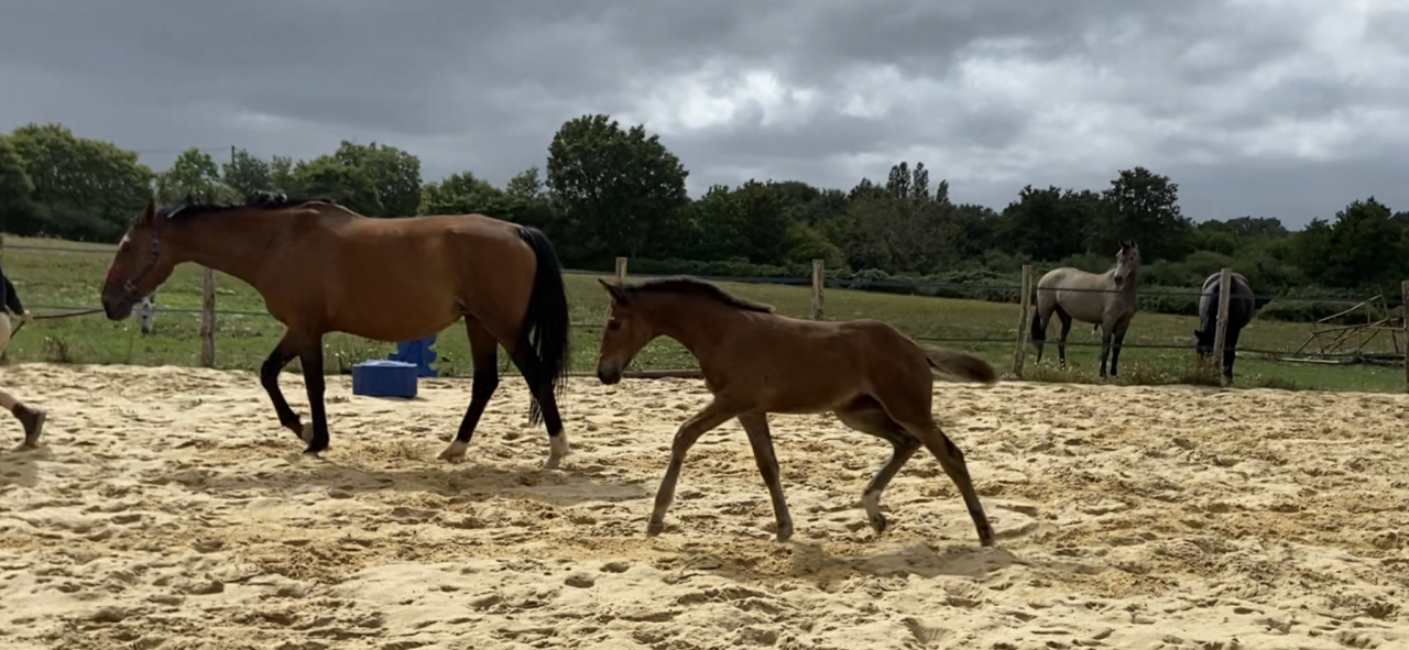Casallo Z, 2 ans, magnifique pouliche