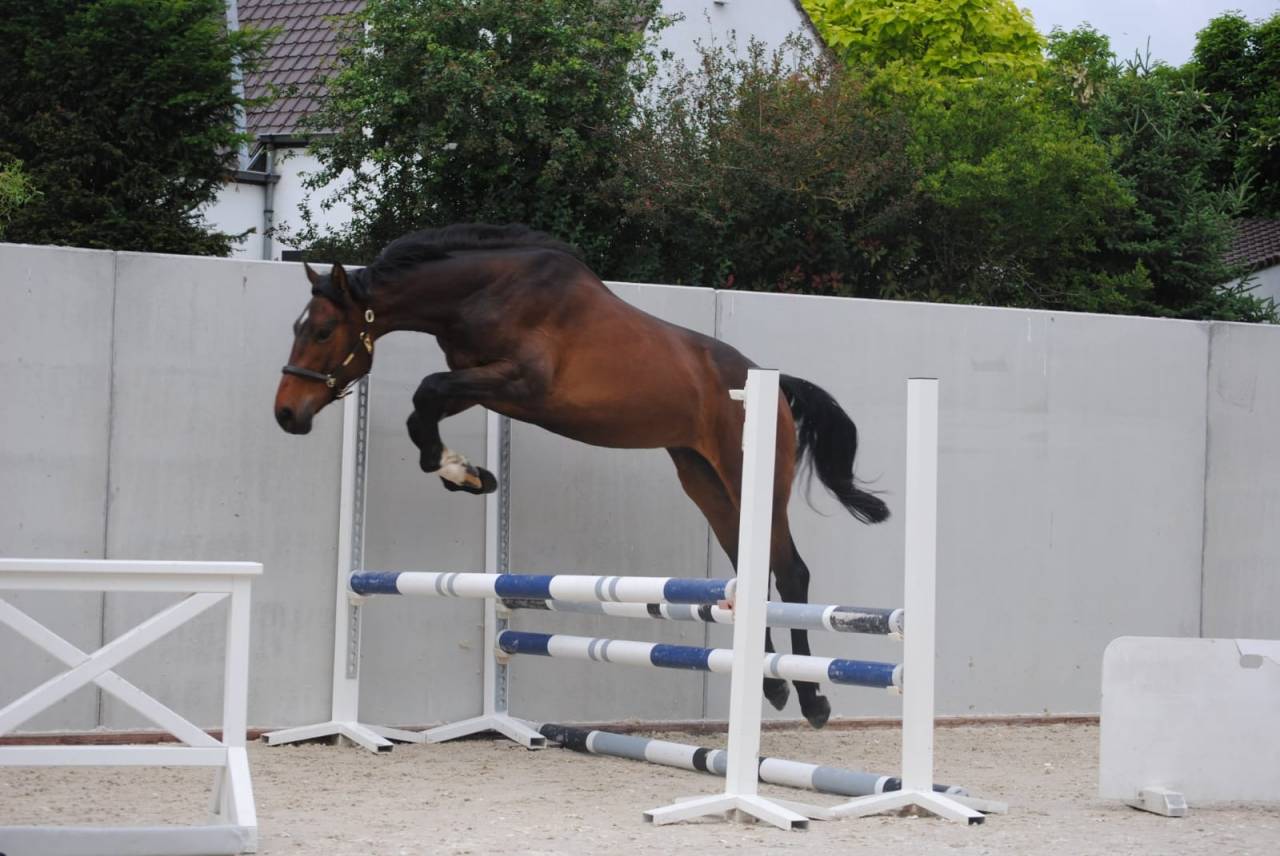 Poulain de sport prometteur pour CSO / CCE