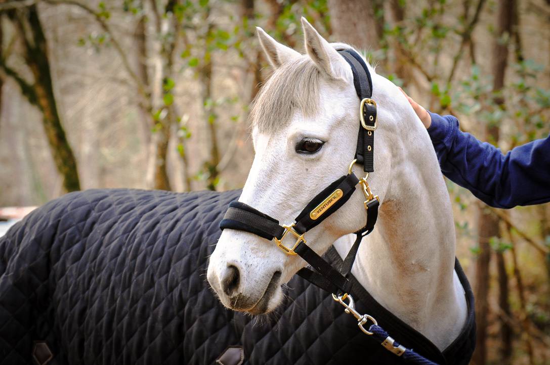 Poney Maitre d'école a Vendre 