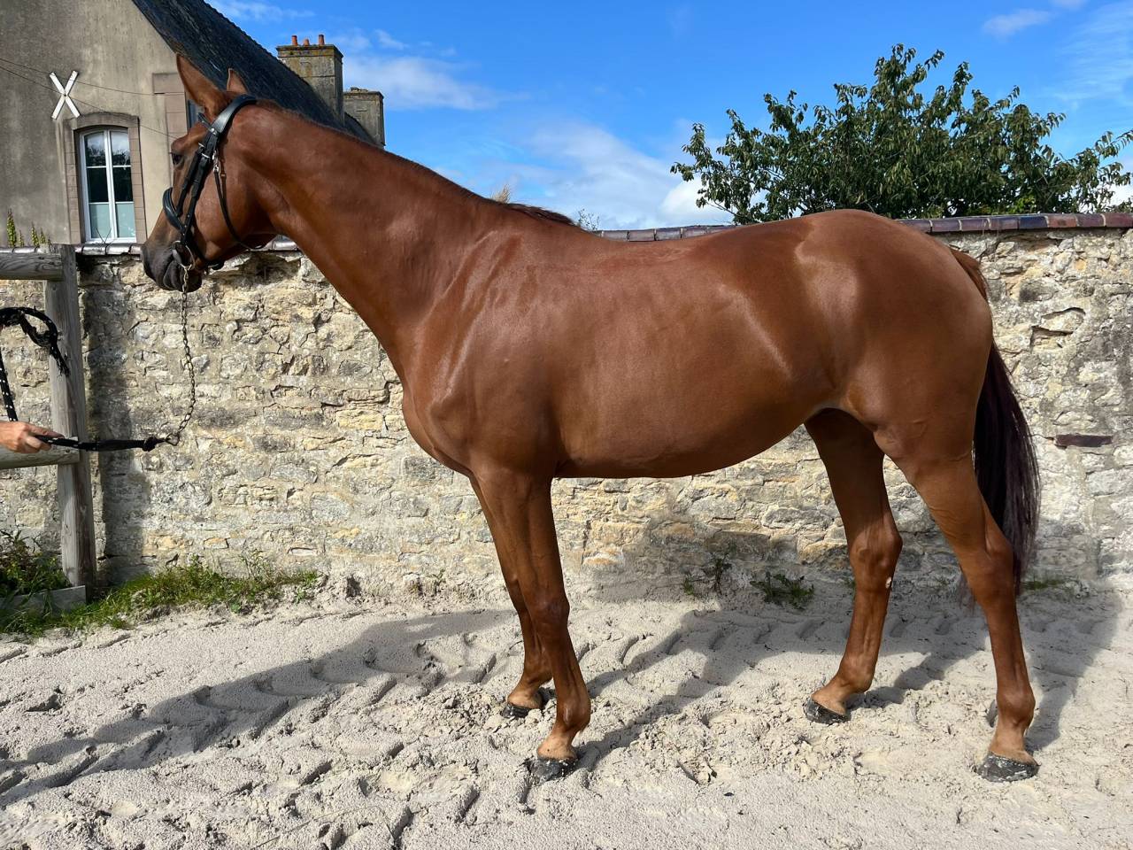 Jument de 4 ans 