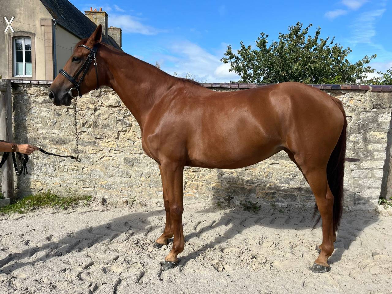 Jument de 4 ans 