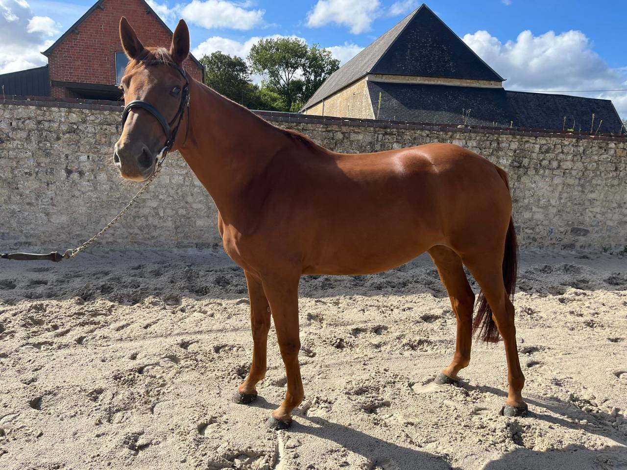 Jument de 4 ans 