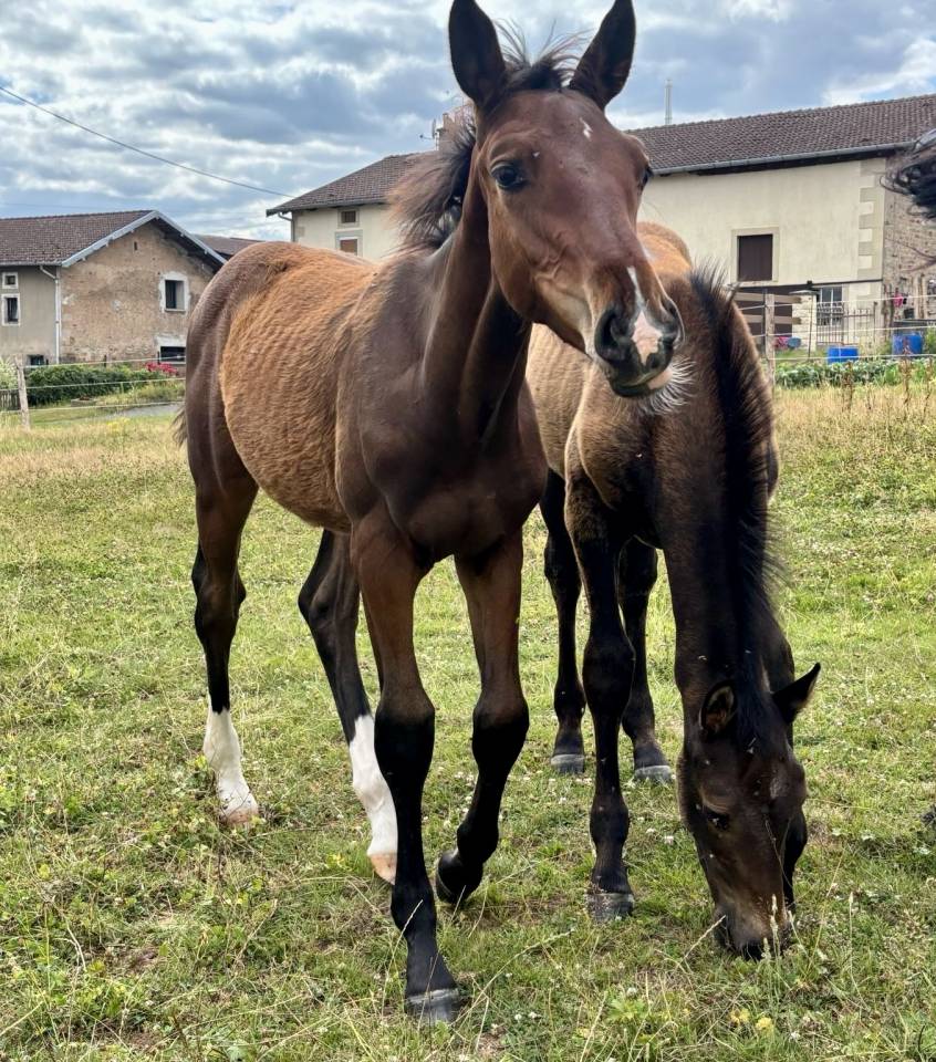 Mâle par Dollar du Rouet x Dollar du Mûrier 