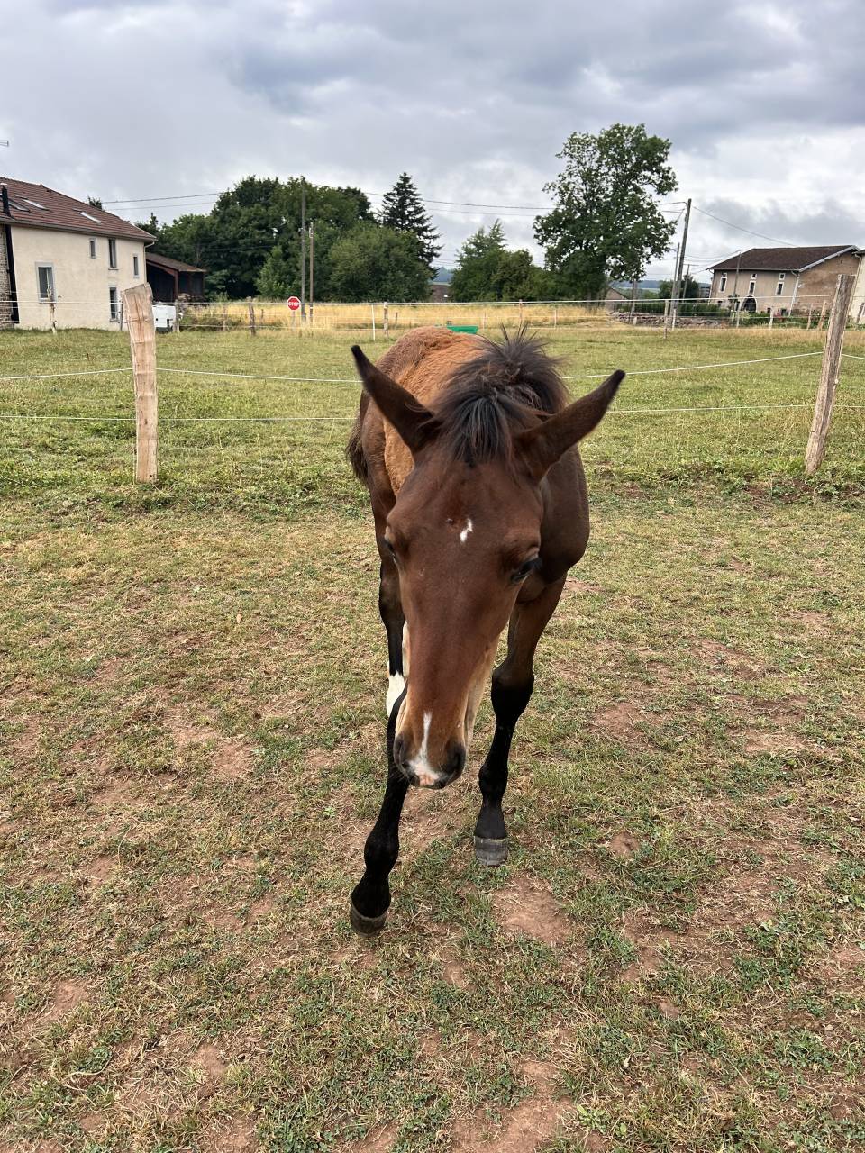 Mâle par Dollar du Rouet x Dollar du Mûrier 