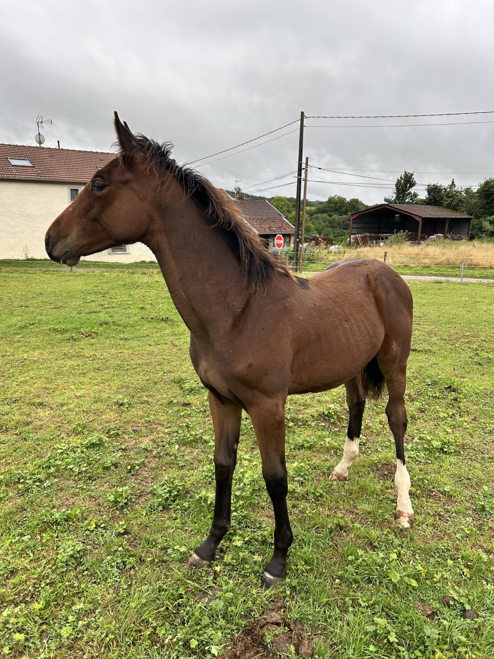 Mâle par Dollar du Rouet x Dollar du Mûrier 