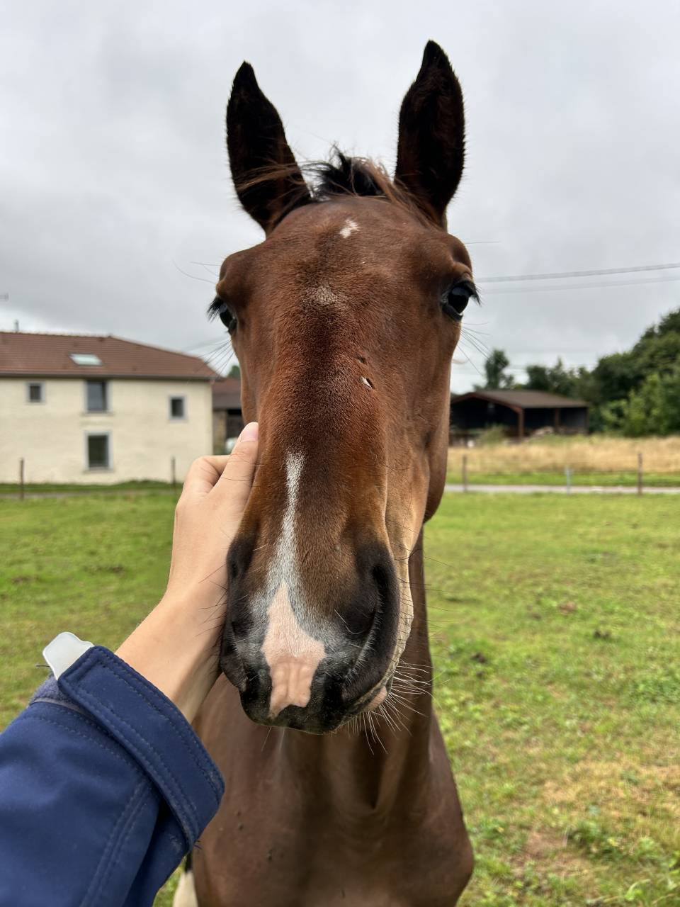 Mâle par Dollar du Rouet x Dollar du Mûrier 