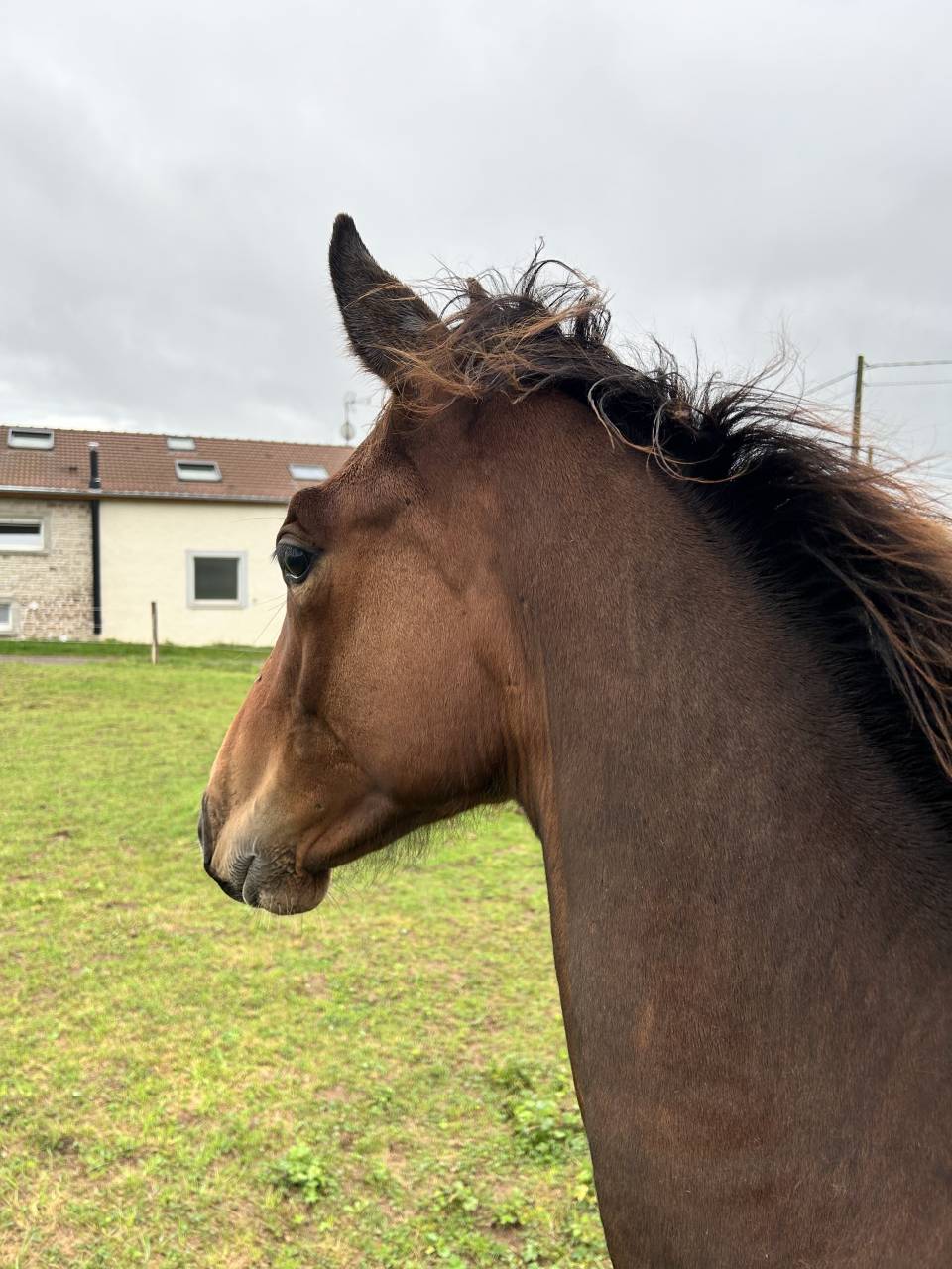 Mâle par Dollar du Rouet x Dollar du Mûrier 