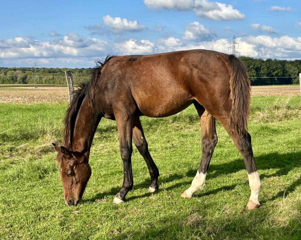 M&acirc;le par Dollar du Rouet x Dollar du M&ucirc;rier 
