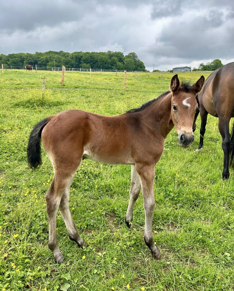 Pouliche par Stakkatol x Balou du Rouet
