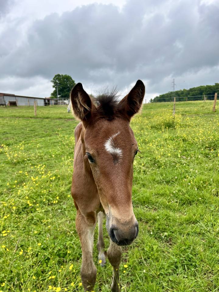 Pouliche par Stakkatol x Balou du Rouet