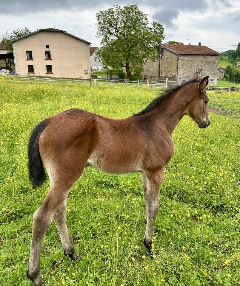 Pouliche par Stakkatol x Balou du Rouet