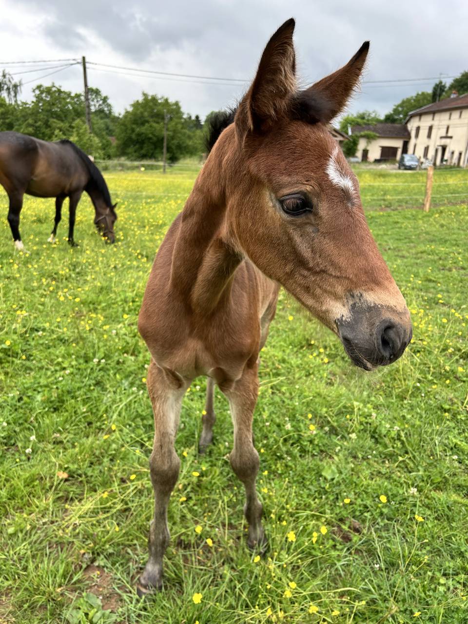 Pouliche par Stakkatol x Balou du Rouet