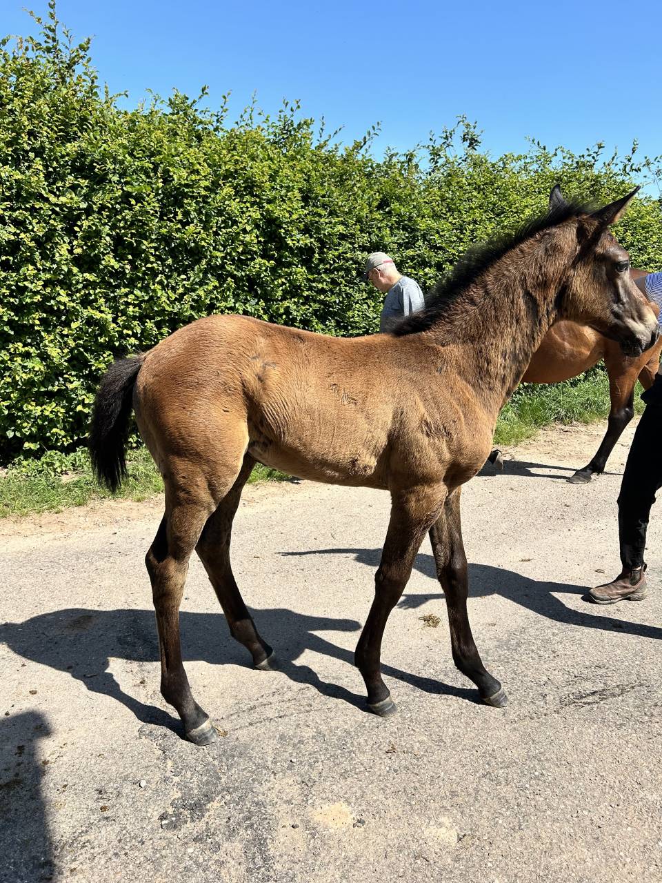 Mâle par Toèmme de Regor Z (Chacco Blue) x Canturo 