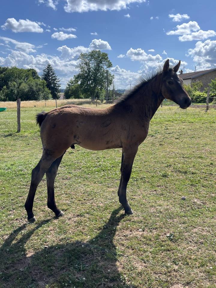 Mâle par Toèmme de Regor Z (Chacco Blue) x Canturo 
