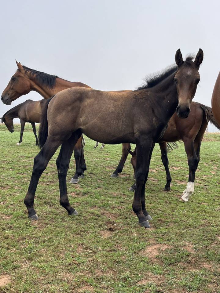 Mâle par Toèmme de Regor Z (Chacco Blue) x Canturo 