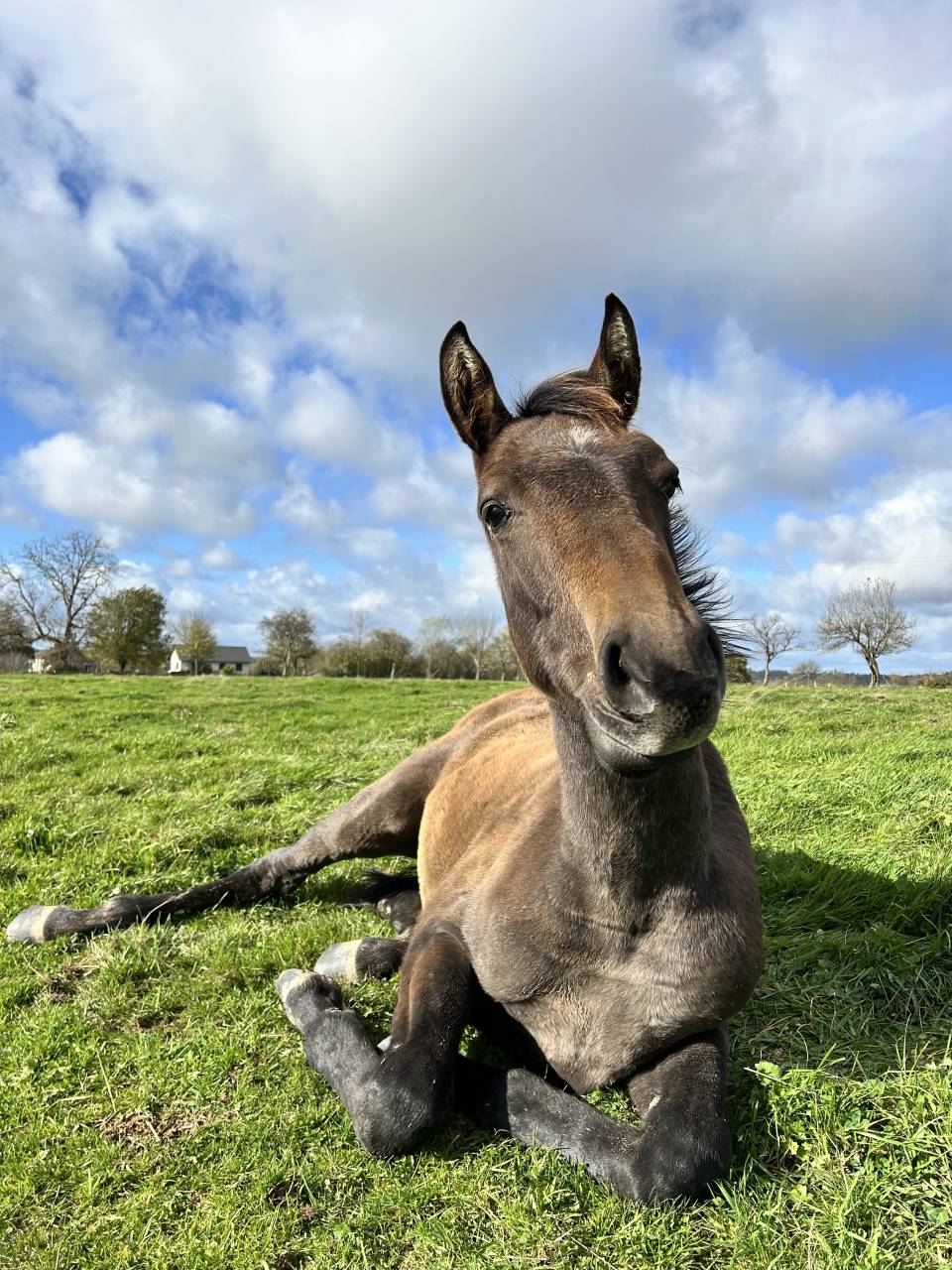M&acirc;le par To&egrave;mme de Regor Z (Chacco Blue) x Canturo 