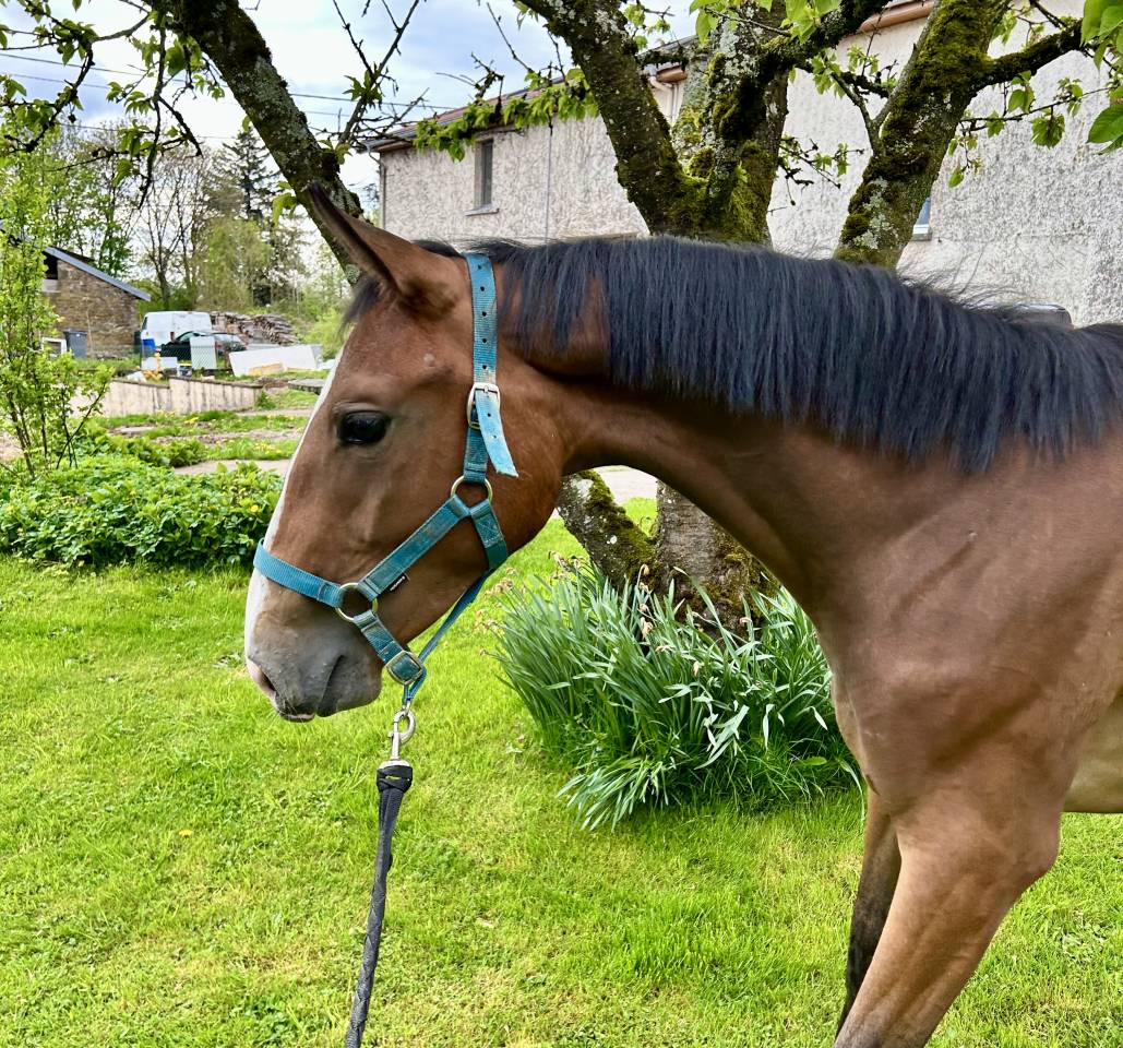 Jument Qlassic Bois Margot x Dollar du Murier 