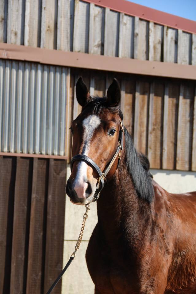 Jument Qlassic Bois Margot x Dollar du Murier 