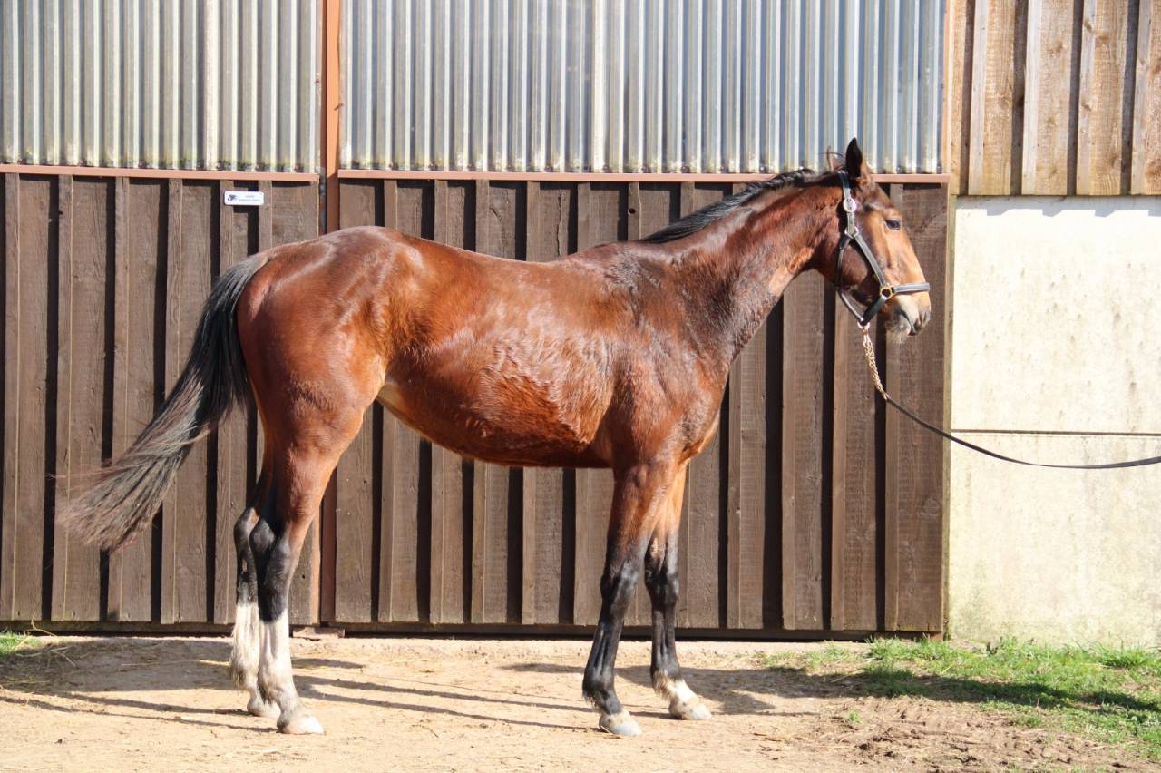 Jument Qlassic Bois Margot x Dollar du Murier 