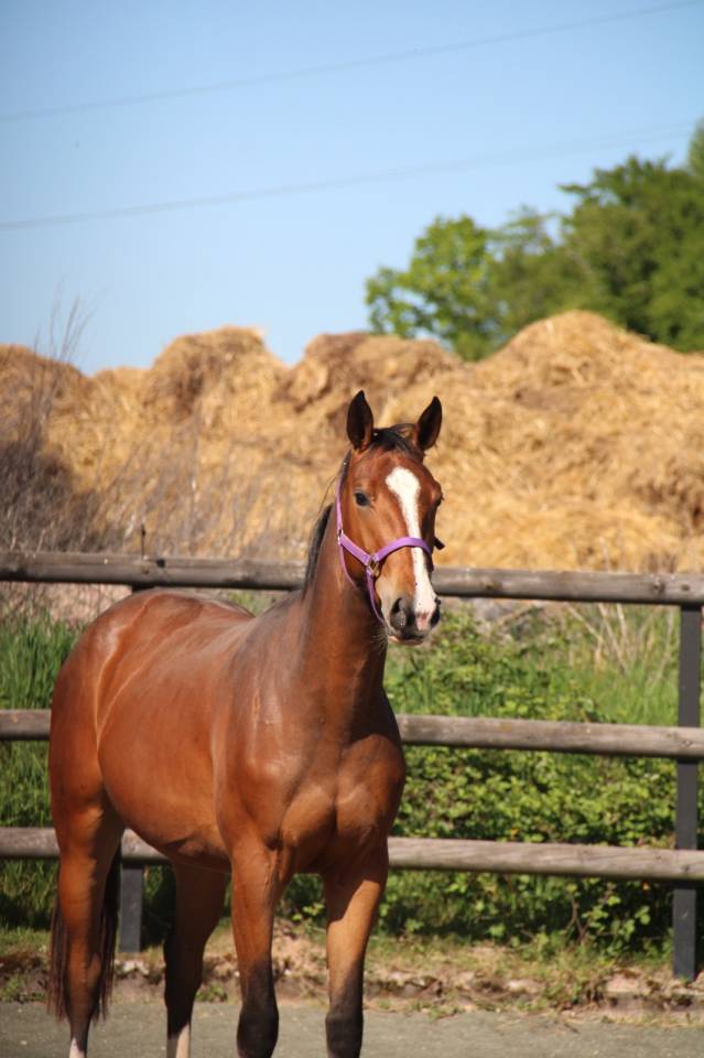 Jument Qlassic Bois Margot x Dollar du Murier 
