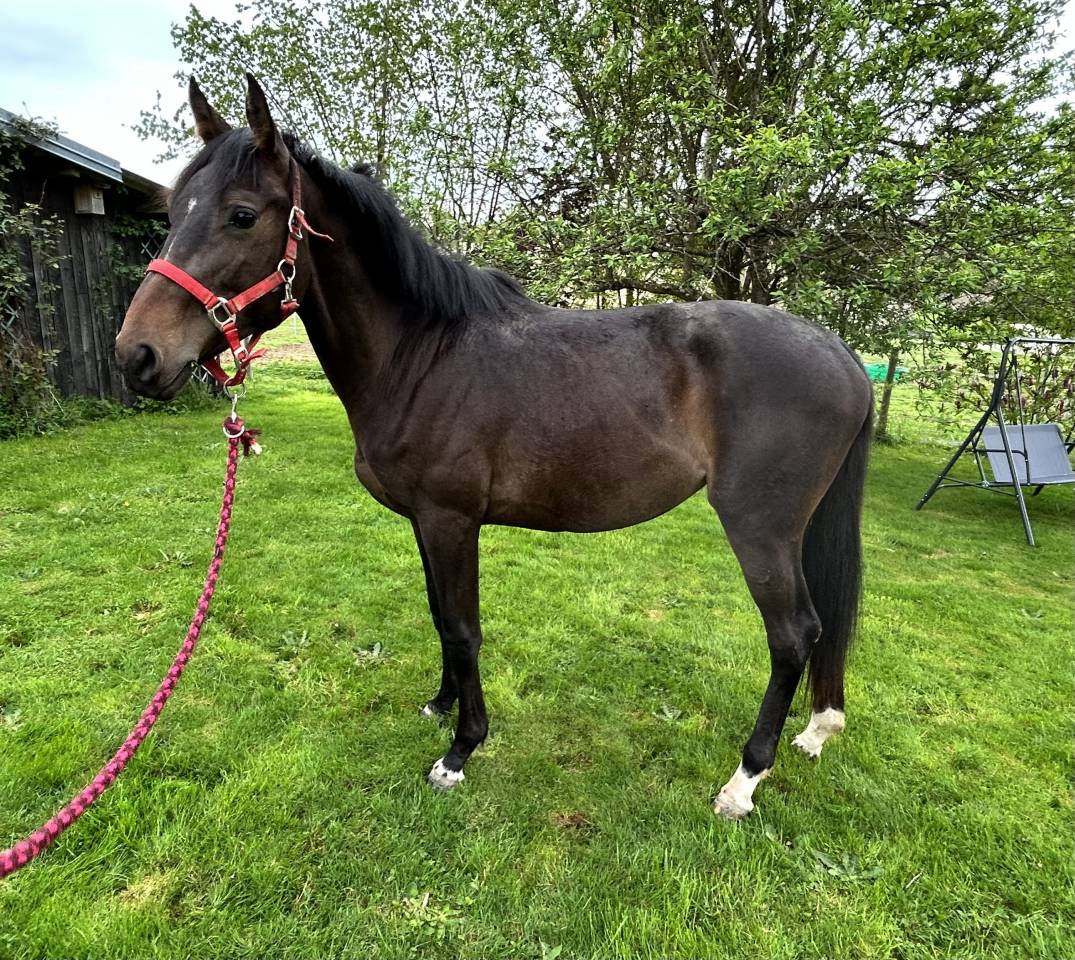 Jument El Barone 111 Z x Balou du Rouet