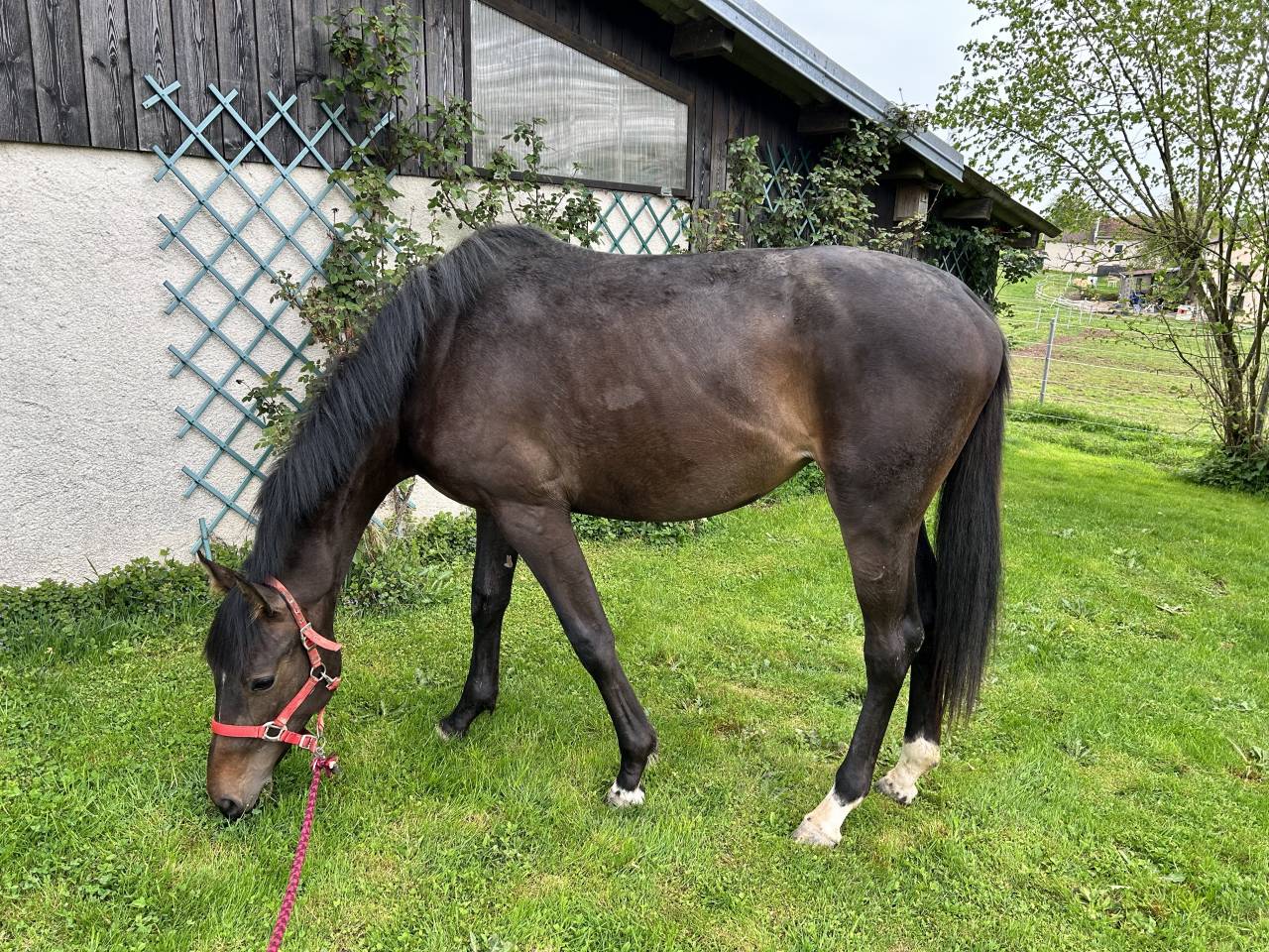 Jument El Barone 111 Z x Balou du Rouet