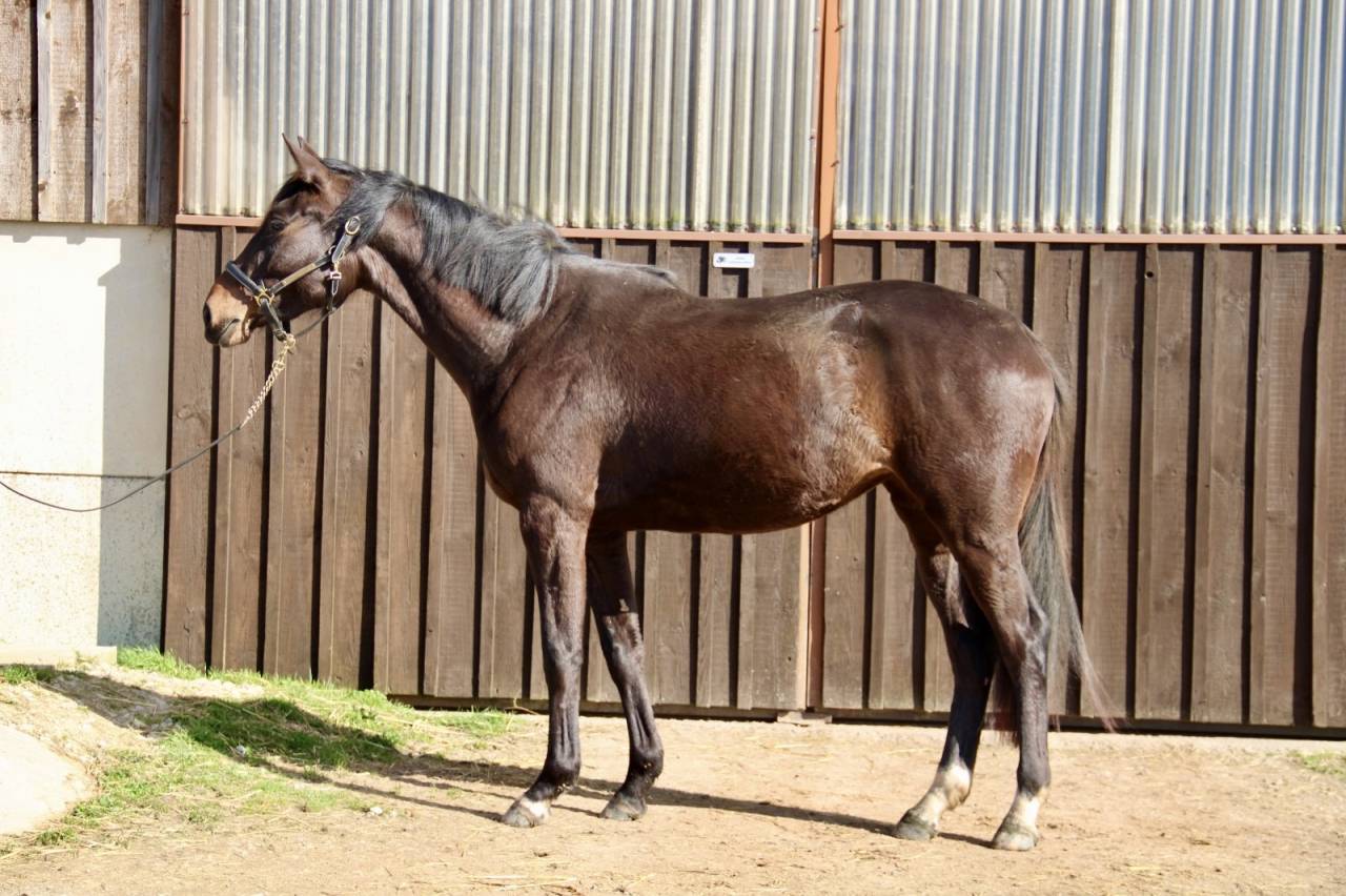 Jument El Barone 111 Z x Balou du Rouet