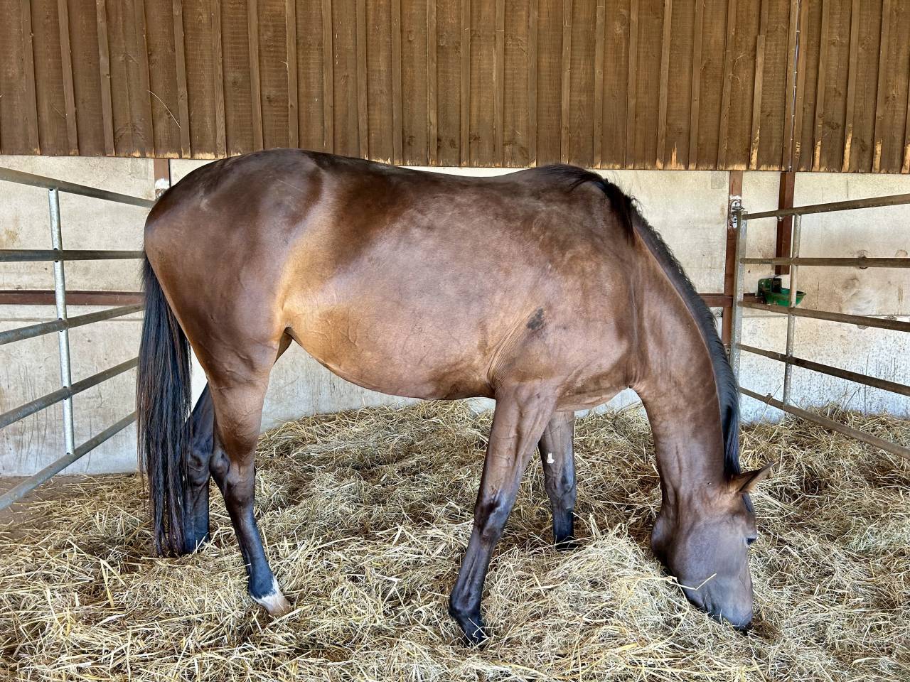 Jument El Barone 111 Z x Balou du Rouet